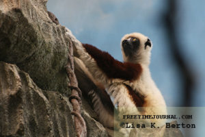 Coquerel's Sifaka