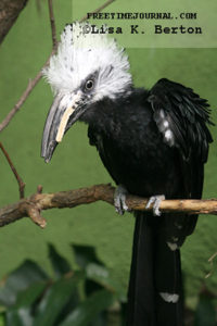 White-crested hornbill