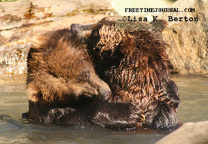 Grizzly bears wrestling