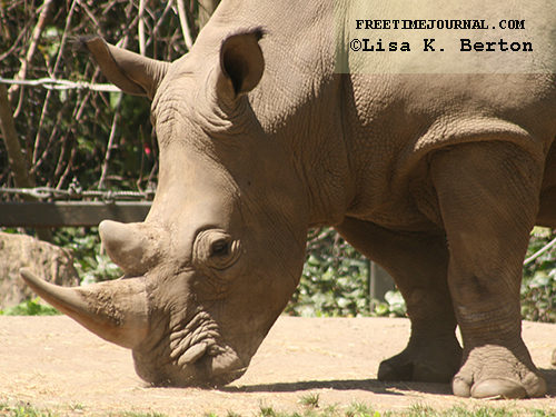 Southern White Rhinocerous