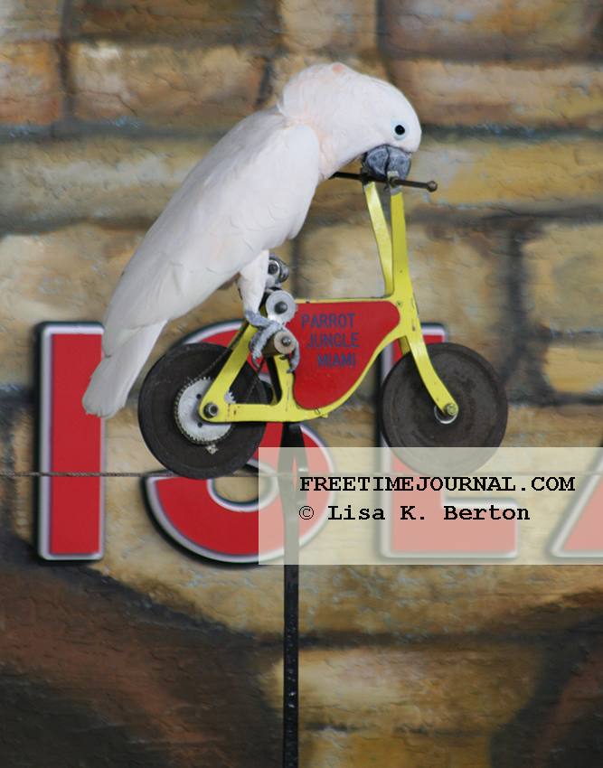 JungleIsland-Biker