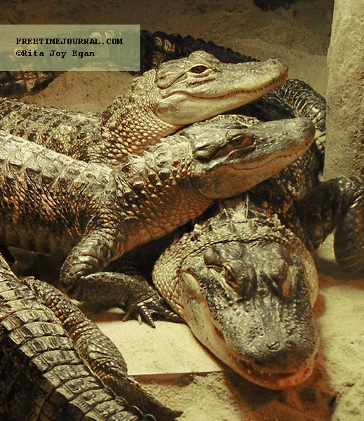 LIAquarium-alligators-FreeTimeJournal