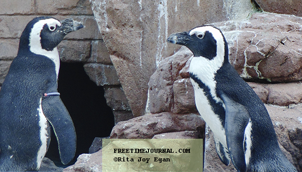 LIAquarium-penguins-FreeTimeJournal