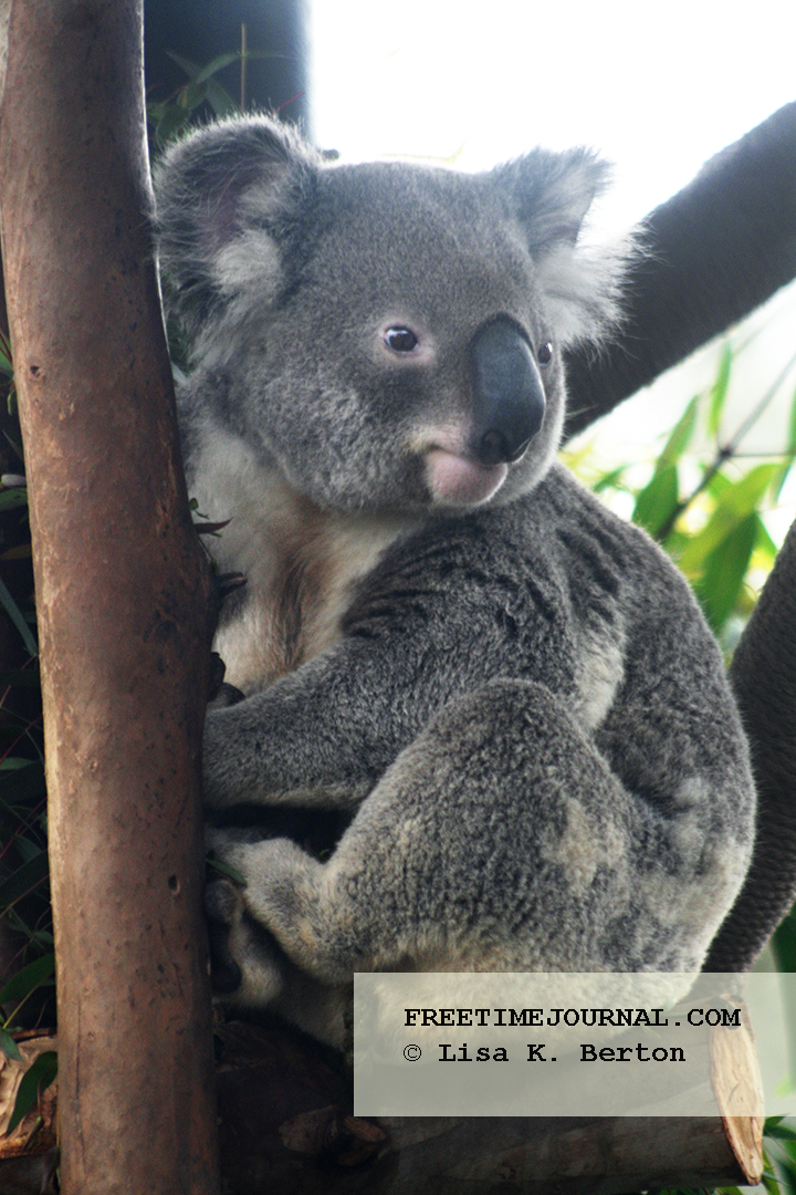 One of many koalas to make you happy